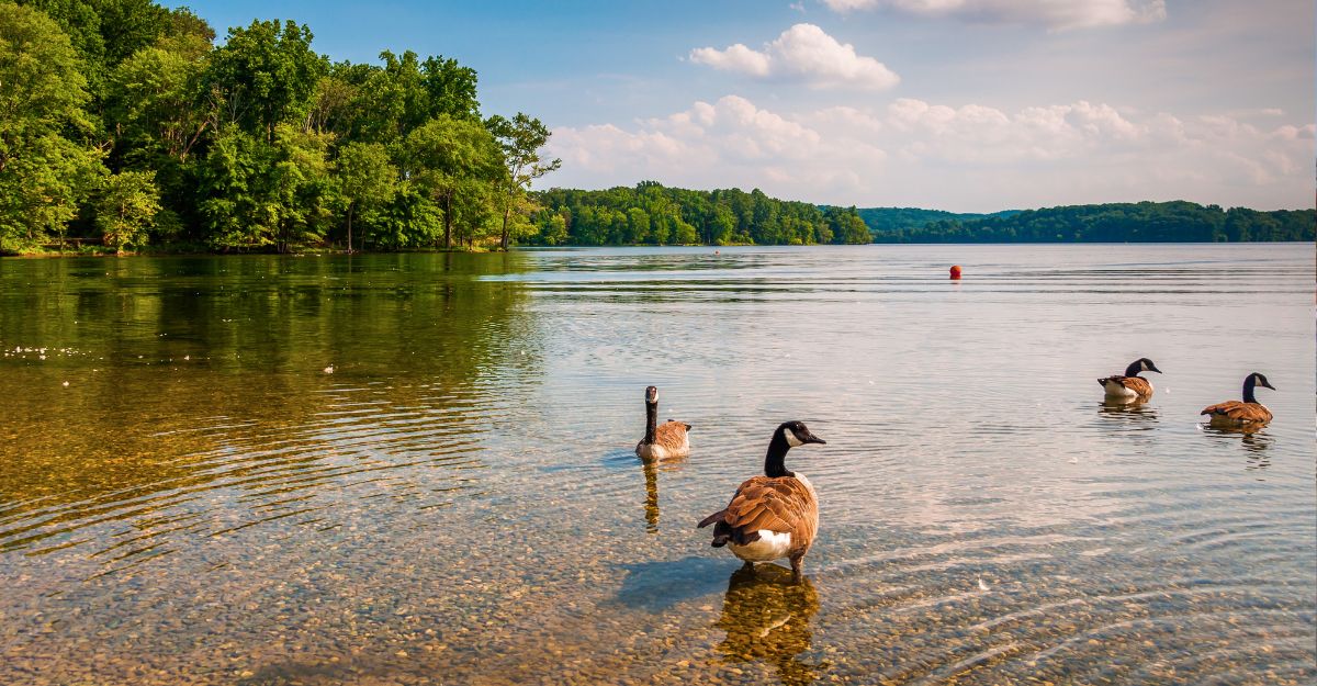 Loch Raven Reservoir